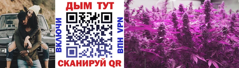 Канабис конопля Ершов